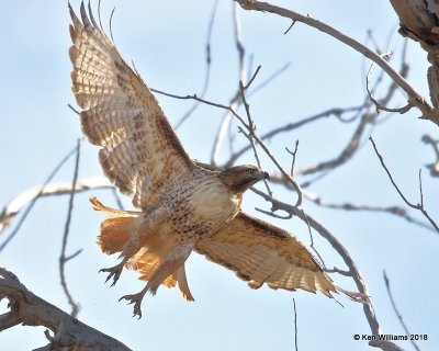 Red-tailed Hawk - Eastern, Grant Co, OK, 1-14-18, Jta_18314.jpg