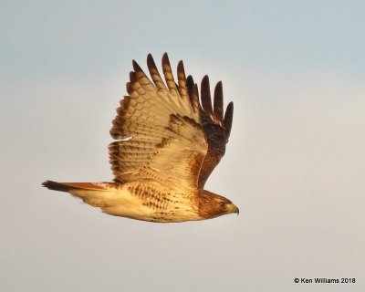 Red-tailed Hawk - Eastern, Osage Co, OK, 1-14-18, Jta_18524.jpg