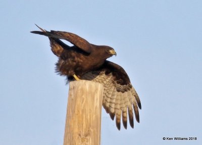 Red-tailed Hawk - Western dark phase, Osage Co, OK, 1-14-18, Jta_18477.jpg