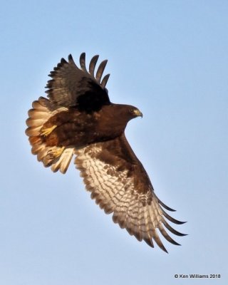 Red-tailed Hawk - Western dark phase, Osage Co, OK, 1-14-18, Jta_18486.jpg