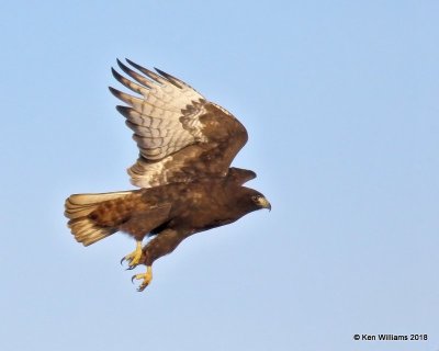 Red-tailed Hawk - Western dark phase, Osage Co, OK, 1-14-18, Jta_18487.jpg