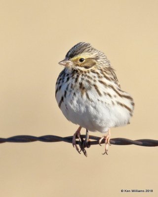 Savannah Sparrow, Tulsa Co, OK, 1-3-18, Jda_17945.jpg