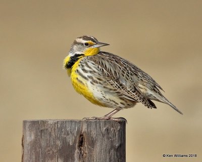 Western Meadowlark, Grant Co, OK, 1-14-18, Jta_18288.jpg