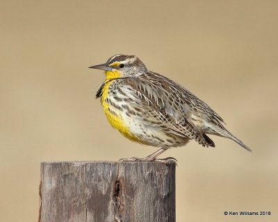 Western Meadowlark, Grant Co, OK, 1-14-18, Jta_18290.jpg