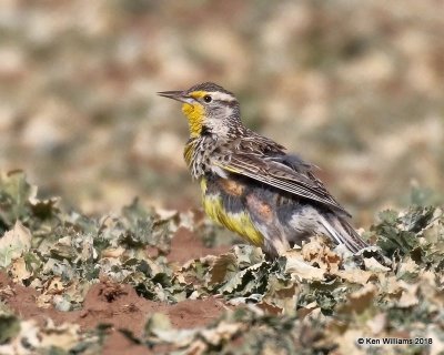 Western Meadowlark, Grant Co, OK, 1-14-18, Jta_18298.jpg