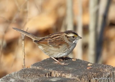 White-throated Sparrow, Tulsa Co, OK, 1-6-18, Jda_18075.jpg