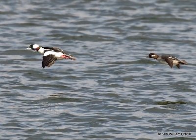 Bufflehead female right and male, Oklahoma Co, OK, 1-20-18, Jta_19842.jpg