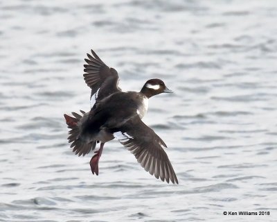 Bufflehead female, Oklahoma Co, OK, 1-20-18, Jta_19799.jpg