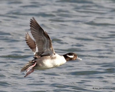 Bufflehead female, Oklahoma Co, OK, 1-20-18, Jta_19860.jpg