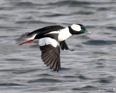 Bufflehead male, Oklahoma Co, OK, 1-20-18, Jta_19856.jpg