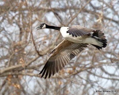 Canada Goose - Common, Kay Co, OK, 1-19-18, Jta_19207.jpg