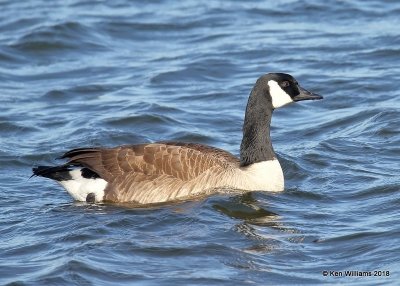 Canada Goose - Common, Oklahoma Co, OK, 1-20-18, Jta_20327.jpg