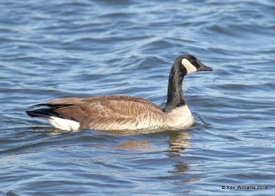 Canada Goose - Common, Oklahoma Co, OK, 1-20-18, Jta_20329.jpg