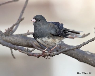 Dark-eyed Junco - Slate-colored variety, Oklahoma Co, OK, 1-20-18, Jta_19883.jpg