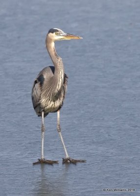 Great Blue Heron, Kay  Co, OK, 1-19-18, Jta_19022.jpg