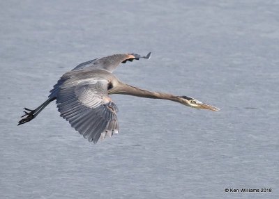 Great Blue Heron, Kay  Co, OK, 1-19-18, Jta_19033.jpg