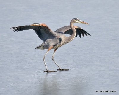 Great Blue Heron, Kay  Co, OK, 1-19-18, Jta_19058.jpg