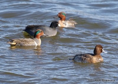 Green-winged Teal & Lesser Scaup, Oklahoma Co, OK, 1-20-18, Jta_20089.jpg