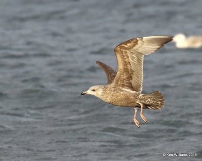 Herring Gull - 1st cycle , Oklahoma Co, OK, 1-20-18, Jta_19628.jpg