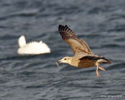 Herring Gull - 1st cycle , Oklahoma Co, OK, 1-20-18, Jta_19667.jpg