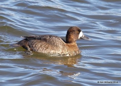 Lesser Scaup female, Oklahoma Co, OK, 1-20-18, Jta_20165.jpg