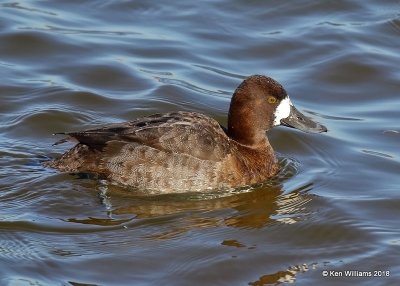 Lesser Scaup female, Oklahoma Co, OK, 1-20-18, Jta_20262.jpg