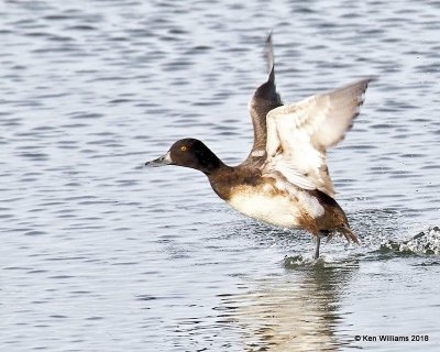 Lesser Scaup immature male, Pawnee Co, OK, 1-19-18, Jta_19286.jpg