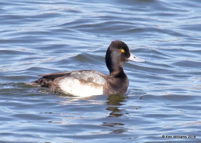 Lesser Scaup male, Oklahoma Co, OK, 1-20-18, Jta_20211.jpg