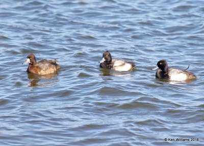 Lesser Scaup males right & female, Oklahoma Co, OK, 1-20-18, Jta_20235.jpg