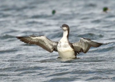 Pacific Loon nonbreeding, Oklahoma Co, OK, 1-20-18, Jta_19730.jpg