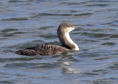 Pacific Loon nonbreeding, Oklahoma Co, OK, 1-20-18, Jta_19969.jpg