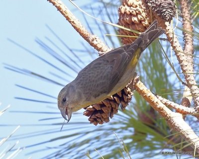 Red Crossbill female, Keystone Dam, OK, 1-24-18, Jta_20501.jpg