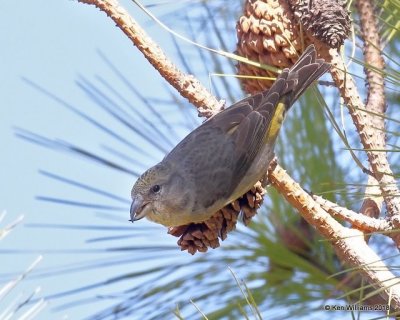 Red Crossbill female, Keystone Dam, OK, 1-24-18, Jta_20505.jpg