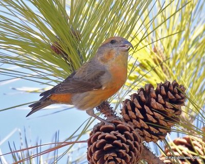 Red Crossbill male, Keystone Dam, OK, 1-24-18, Jta_20402.jpg