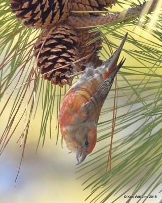 Red Crossbill male, Keystone Dam, OK, 1-24-18, Jta_20570.jpg