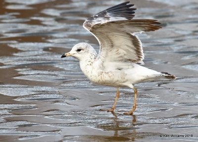 Ring-billed Gull 1st cycle, Oklahoma Co, OK, 1-20-18, Jta_19536.jpg