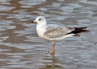 Ring-billed Gull 1st cycle, Oklahoma Co, OK, 1-20-18, Jta_19539.jpg