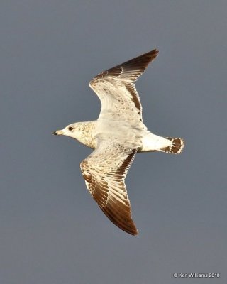 Ring-billed Gull 1st cycle, Oklahoma Co, OK, 1-20-18, Jta_19678.jpg