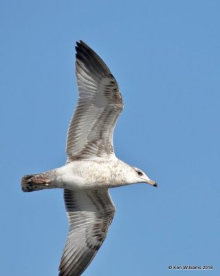 Ring-billed Gull 1st cycle, Oklahoma Co, OK, 1-20-18, Jta_20296.jpg