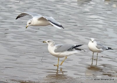 Ring-billed Gulls non-breading adult, Oklahoma Co, OK, 1-20-18, Jta_19569.jpg