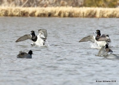 Ring-necked Duck males, Pawnee Co, OK, 1-19-18, Jta_19217.jpg