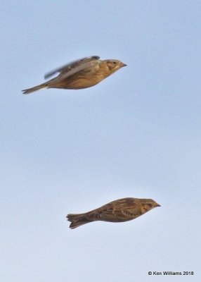 Smith's Longspurs, Pawnee Co, OK, 1-19-18, Jta_19487.jpg