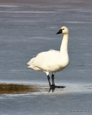 Tundra Swan,  Pawnee Co, OK, 1-19-18, Jta_19334.jpg