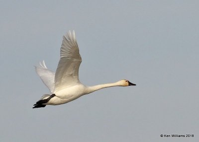 Tundra Swan,  Pawnee Co, OK, 1-19-18, Jta_19405.jpg