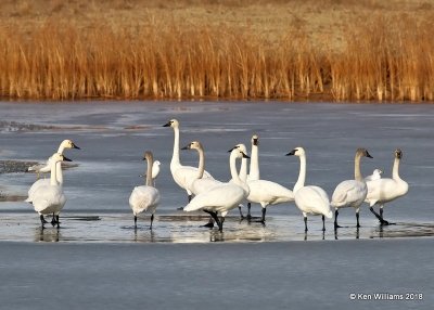 Tundra Swans,  Pawnee Co, OK, 1-19-18, Jta_19319.jpg