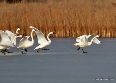 Tundra Swans,  Pawnee Co, OK, 1-19-18, Jta_19389.jpg