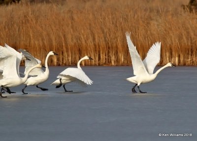 Tundra Swans,  Pawnee Co, OK, 1-19-18, Jta_19390.jpg