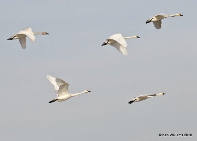 Tundra Swans,  Pawnee Co, OK, 1-19-18, Jta_19409.jpg