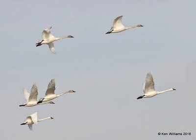 Tundra Swans,  Pawnee Co, OK, 1-19-18, Jta_19411.jpg