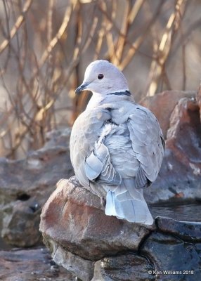 Eurasian Collared Dove, Rogers Co yard, OK, 1-18-18, Jta_18834.jpg